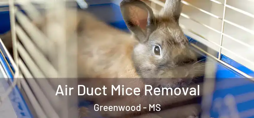  Air Duct Mice Removal Greenwood - MS